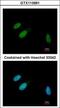 Tribbles Pseudokinase 3 antibody, GTX113991, GeneTex, Immunofluorescence image 