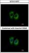 DnaJ Heat Shock Protein Family (Hsp40) Member A3 antibody, GTX111077, GeneTex, Immunocytochemistry image 