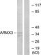 Armadillo Repeat Containing X-Linked 3 antibody, TA315486, Origene, Western Blot image 