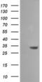 Serine Dehydratase Like antibody, MA5-26076, Invitrogen Antibodies, Western Blot image 