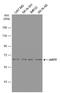 Baculoviral IAP Repeat Containing 3 antibody, GTX113128, GeneTex, Western Blot image 