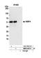 WW Domain Binding Protein 4 antibody, NBP2-60731, Novus Biologicals, Western Blot image 