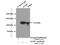 Glycine Decarboxylase antibody, 24827-1-AP, Proteintech Group, Immunoprecipitation image 
