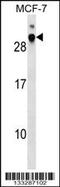 DnaJ Heat Shock Protein Family (Hsp40) Member B9 antibody, 59-512, ProSci, Western Blot image 