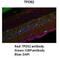 Tumor Protein D52 antibody, NBP1-56457, Novus Biologicals, Immunohistochemistry frozen image 