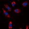 Stathmin 1 antibody, orb304613, Biorbyt, Immunofluorescence image 