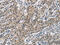Mothers against decapentaplegic homolog 9 antibody, CSB-PA948873, Cusabio, Immunohistochemistry paraffin image 
