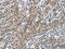 SMAD Family Member 9 antibody, CSB-PA948873, Cusabio, Immunohistochemistry paraffin image 