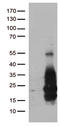 Heparin Binding EGF Like Growth Factor antibody, LS-C799179, Lifespan Biosciences, Western Blot image 