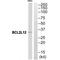 BCL2 Like 12 antibody, A06508, Boster Biological Technology, Western Blot image 