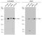 TSC Complex Subunit 2 antibody, GTX130510, GeneTex, Western Blot image 