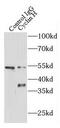 Cyclin-G1 antibody, FNab02130, FineTest, Immunoprecipitation image 
