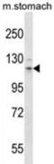 CD135 antibody, abx028182, Abbexa, Western Blot image 