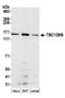 TBC1 domain family member 9B antibody, A304-655A, Bethyl Labs, Western Blot image 