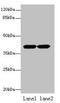 Actin Related Protein T2 antibody, orb353807, Biorbyt, Western Blot image 