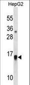 Glia Maturation Factor Beta antibody, LS-C157777, Lifespan Biosciences, Western Blot image 