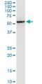 Formin Binding Protein 1 Like antibody, H00054874-M01, Novus Biologicals, Western Blot image 