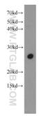 Serine And Arginine Rich Splicing Factor 9 antibody, 17926-1-AP, Proteintech Group, Western Blot image 