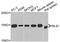 BH3-Like Motif Containing, Cell Death Inducer antibody, abx005482, Abbexa, Western Blot image 