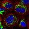 Metabolism Of Cobalamin Associated B antibody, HPA039017, Atlas Antibodies, Immunofluorescence image 
