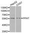 Phosphoribosyl Pyrophosphate Amidotransferase antibody, MBS9125867, MyBioSource, Western Blot image 