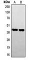 Serine/Threonine Kinase 17b antibody, orb214884, Biorbyt, Western Blot image 