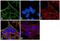 Tubulin Beta 4B Class IVb antibody, PA5-30380, Invitrogen Antibodies, Immunofluorescence image 