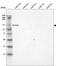 Laminin Subunit Alpha 3 antibody, MA5-24648, Invitrogen Antibodies, Western Blot image 