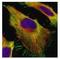 Actin Alpha 2, Smooth Muscle antibody, NBP1-30894, Novus Biologicals, Immunofluorescence image 
