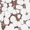 Janus Kinase 2 antibody, NBP2-38476, Novus Biologicals, Immunohistochemistry paraffin image 