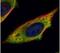 Calpain 11 antibody, PA5-30432, Invitrogen Antibodies, Immunofluorescence image 