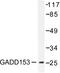 DNA Damage Inducible Transcript 3 antibody, LS-C176032, Lifespan Biosciences, Western Blot image 