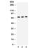 Replication Protein A1 antibody, R32042, NSJ Bioreagents, Western Blot image 