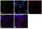 Cadherin 1 antibody, 16-3249-82, Invitrogen Antibodies, Immunofluorescence image 