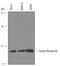 Histone Cluster 4 H4 antibody, AF5215, R&D Systems, Western Blot image 