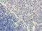 Forkhead Box M1 antibody, orb213936, Biorbyt, Immunohistochemistry paraffin image 