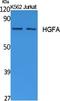 HGF Activator antibody, A09351, Boster Biological Technology, Western Blot image 