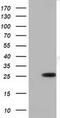 Rho-related GTP-binding protein Rho6 antibody, MA5-25234, Invitrogen Antibodies, Western Blot image 