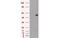 Fumarate Hydratase antibody, MBS831205, MyBioSource, Western Blot image 