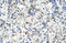 Solute Carrier Family 39 Member 5 antibody, orb330368, Biorbyt, Immunohistochemistry paraffin image 
