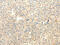 TNF Receptor Associated Factor 6 antibody, CSB-PA097438, Cusabio, Immunohistochemistry paraffin image 