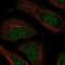 Nuclear Transport Factor 2 Like Export Factor 2 antibody, NBP2-58002, Novus Biologicals, Immunofluorescence image 