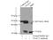 Voltage Dependent Anion Channel 2 antibody, 11663-1-AP, Proteintech Group, Immunoprecipitation image 