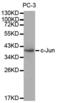 Jun Proto-Oncogene, AP-1 Transcription Factor Subunit antibody, abx000631, Abbexa, Western Blot image 