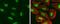 SWI/SNF Related, Matrix Associated, Actin Dependent Regulator Of Chromatin, Subfamily A, Member 5 antibody, PA5-78253, Invitrogen Antibodies, Immunofluorescence image 