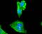 Myosin Light Chain Kinase antibody, A01697-1, Boster Biological Technology, Immunocytochemistry image 
