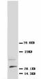 Nerve Growth Factor antibody, LS-C171793, Lifespan Biosciences, Western Blot image 