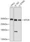 Mechanistic Target Of Rapamycin Kinase antibody, 18-651, ProSci, Western Blot image 