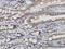 Trans-Golgi network integral membrane protein 2 antibody, LS-C133654, Lifespan Biosciences, Immunohistochemistry frozen image 