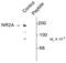 NMDA receptor NR2A subunit antibody, PA5-35400, Invitrogen Antibodies, Western Blot image 